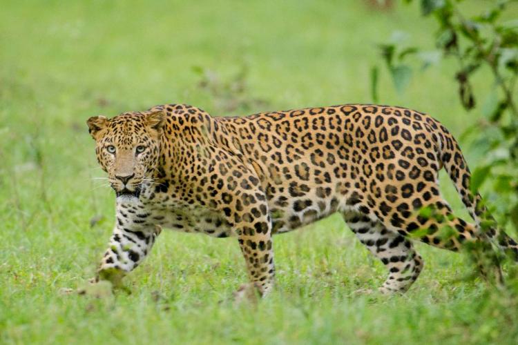 Leopard wreaks havoc in Karnataka’s Mysuru district; CM Bommai deputes special team to nab leopard