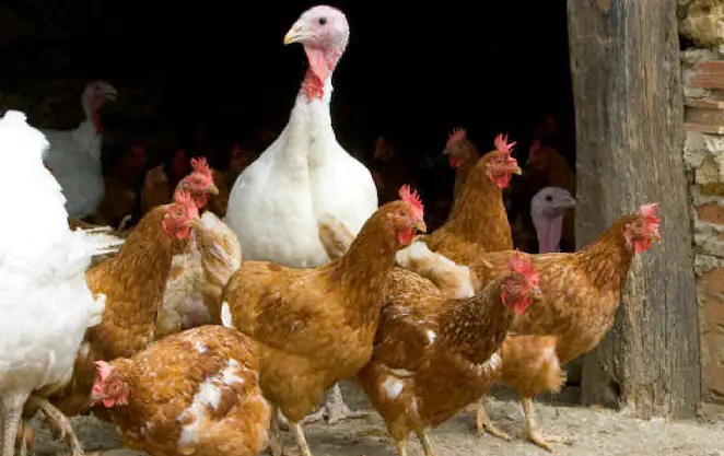 Bird flu outbreak in Kerala: Over 1800 chickens dead at state-run poultry farm in Kozhikode
