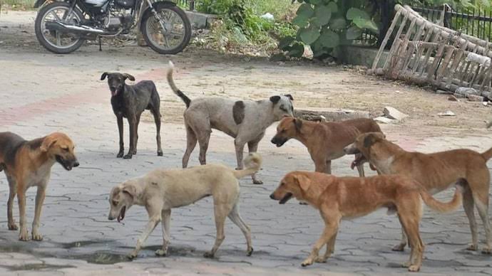 Bihar government orders shooting of stray dogs in Begusarai district to save people’s lives