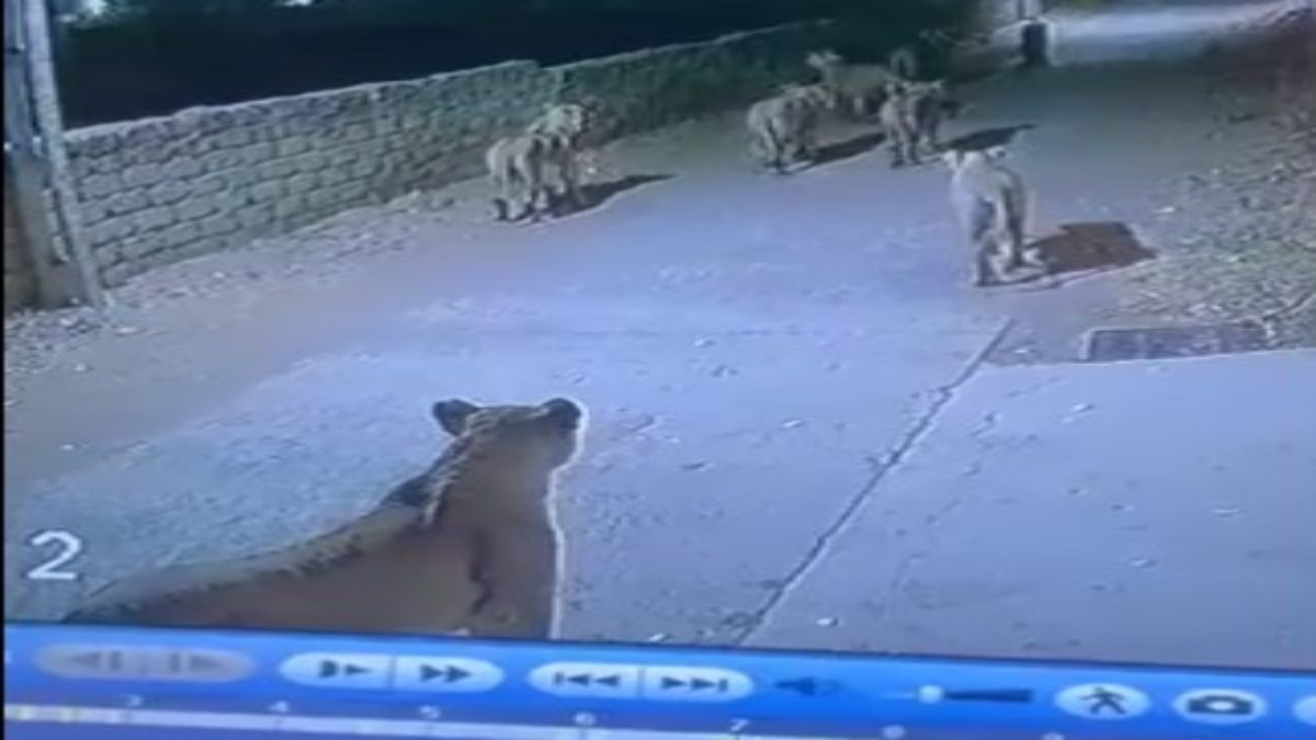 Gujarat : 8 lions seen roaming on the road on Amreli village, Gujarat, fear among villagers