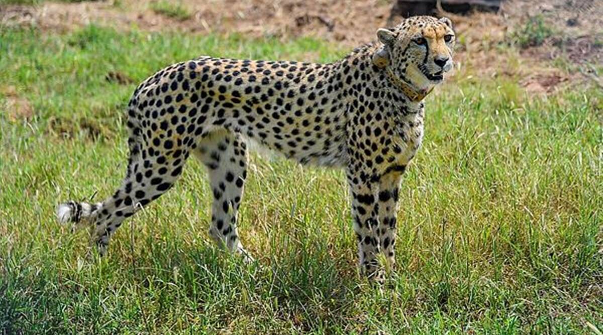 12 more cheetahs from South Africa to arrive in India on February 18: Environment Minister