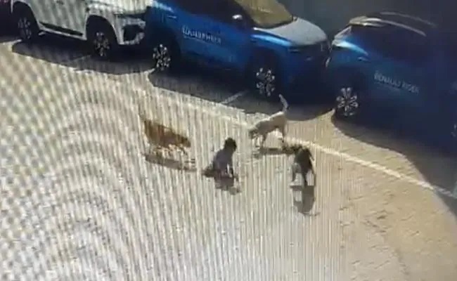 Caught on camera: 5-year-old toddler mauled to death by street dog in Telangana’s Nizamabad