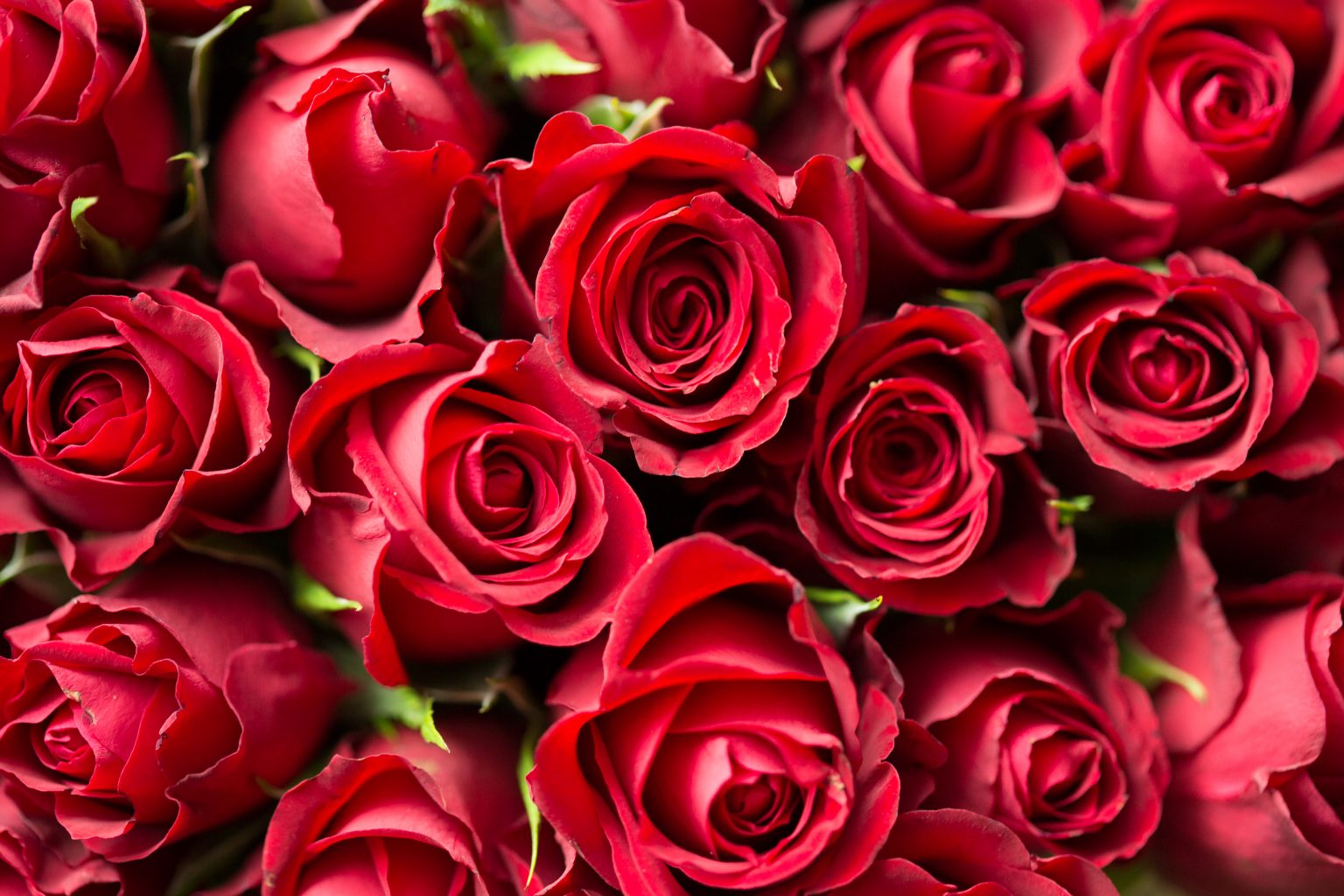 Nepal bans import of roses for Valentine’s Day