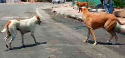Delhi: Two brothers were attacked and killed by stray dogs in vasant Kunj area
