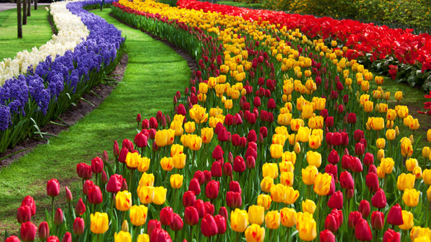 Tulip Garden: Asia’s largest Tulip Garden opens for tourists, more than 1.5 million flowers fascinate