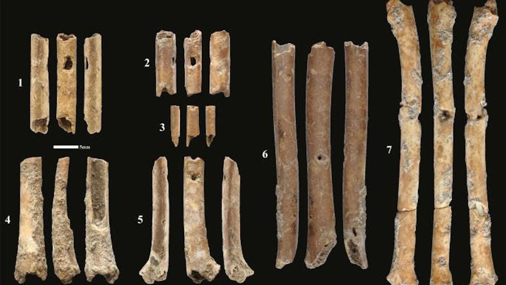 World’s oldest flute found, made of bones 12000 years ago.