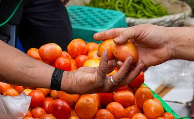 Tomato prices increased due to heavy rains, prices crossed 100 kg across the country