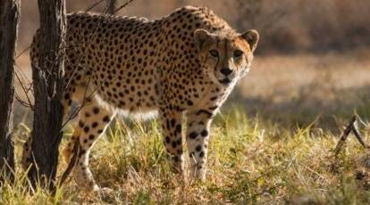 Madhya Pradesh: Another Cheetah dies at Kuno National Park, 8th death in 4 months