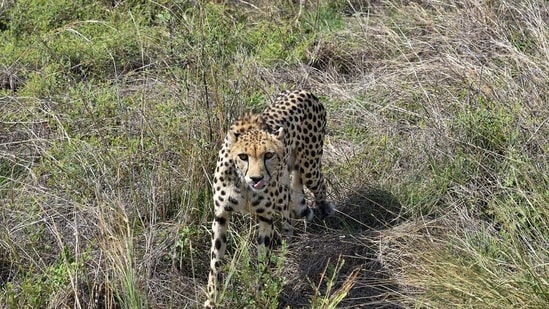 Madhya Pradesh: Another cheetah dies in Kuno National Park, injury marks found on neck