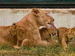 Lioness ‘Sona”s 5th cub also died in Etawah Safari Park, died during treatment