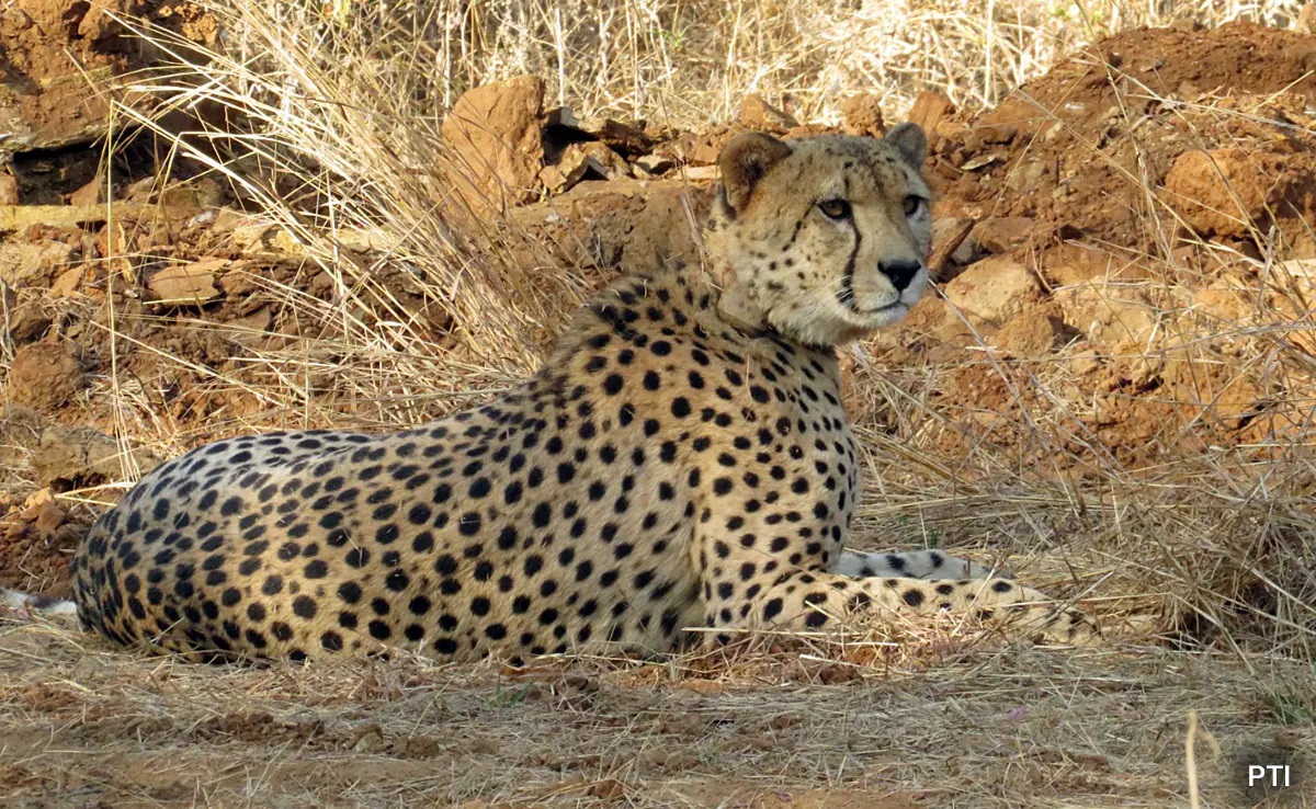 Female Cheetah ‘Dhatri’ found dead at Kuno National Park, 9th casualty in 11 months