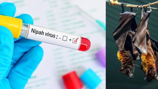 Nipah Virus Outbreak: Identifying the 3 Key Risk Factors to Watch Out For