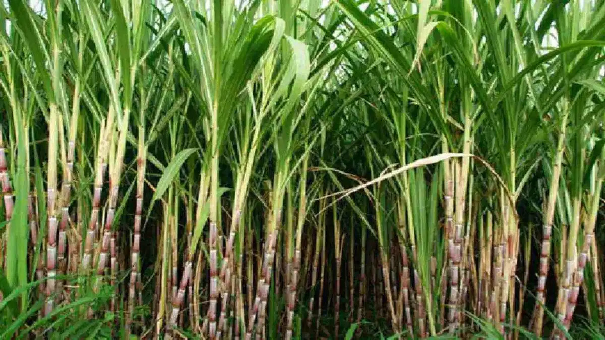 Haryana Farmers Urge Government to Increase Sugarcane SAP to Rs 450/Quintal