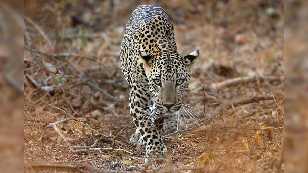 Leopard Escapes Quarantine Near Pune Zoo, Intensive Search Underway