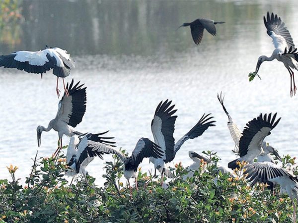 Seven villages around bird sanctuary celebrate Diwali without firecrackers in Tamil Nadu