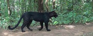 A black leopard, a rare sighting, has been observed in Odisha