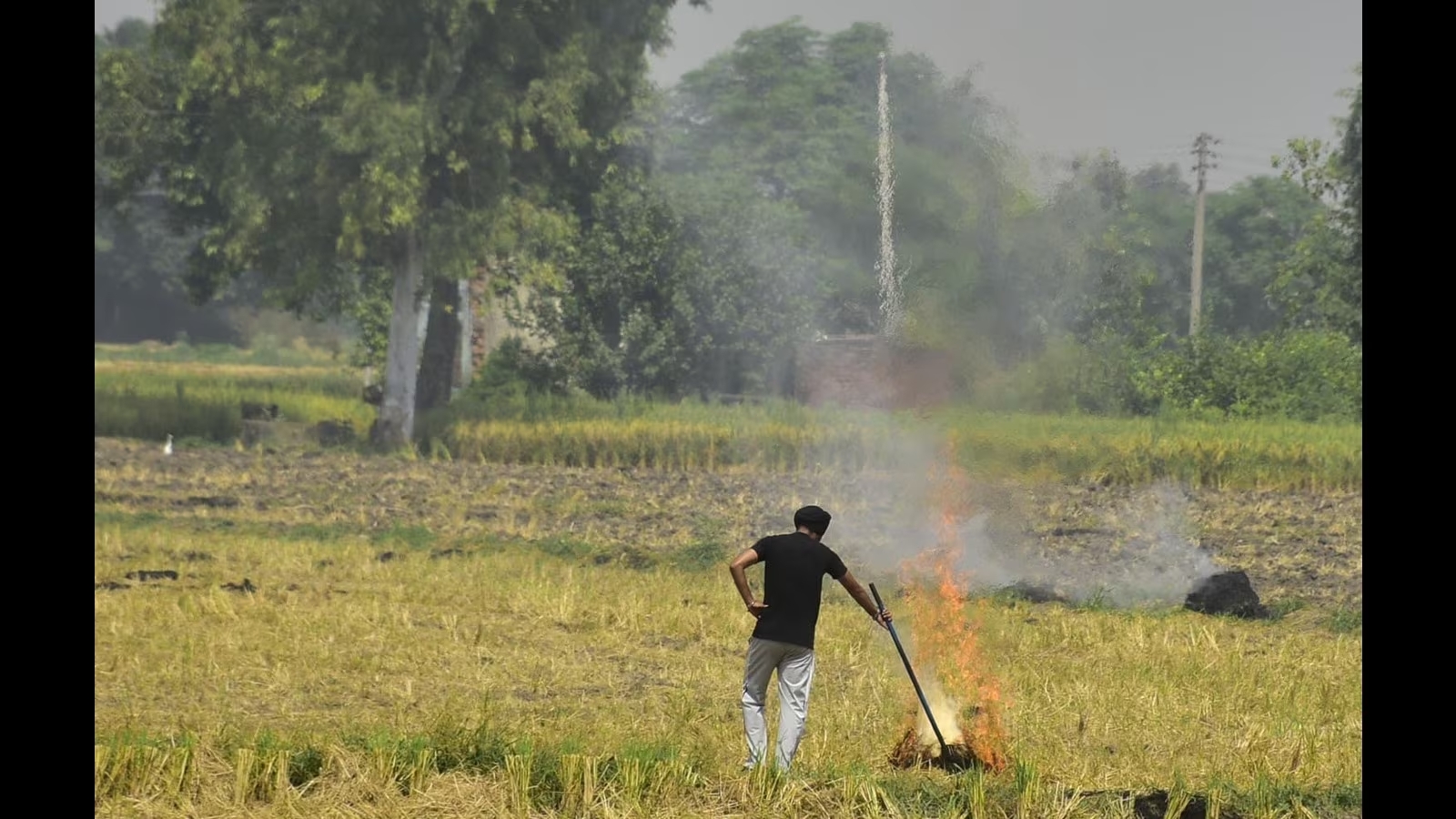 Supreme Court Issues Strong Rebuke to Punjab Over Stubble Burning, Urges Immediate Action