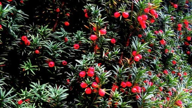 14-Year-Old Boy Dies After Consuming Poisonous Berries During UK Park Outing with Father