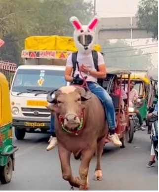 Viral Video: Delhi Man Rides Bull Wearing Bunny Helmet, Sparks Debate on Social Media
