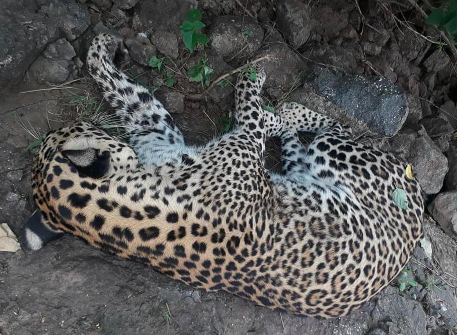 Passenger Train Hits and Kills 3 Leopards in Gujarat’s Rajkot