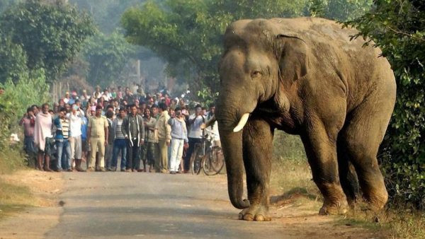 Two women trampled to death by elephant in Simdega district of Jharkhand