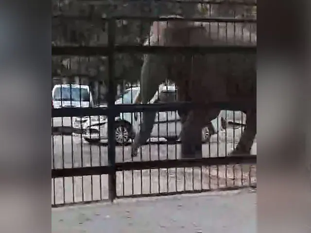 Wild Elephant Causes Chaos at Haridwar Court: Dramatic Encounter Unfolds