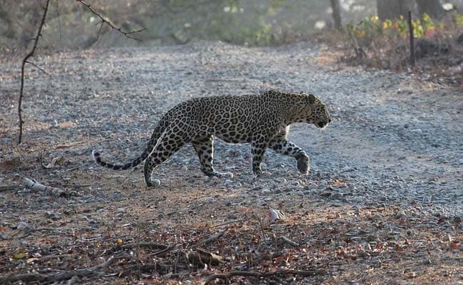 UP: 8-year-old girl killed in Leopard attack in Balrampur