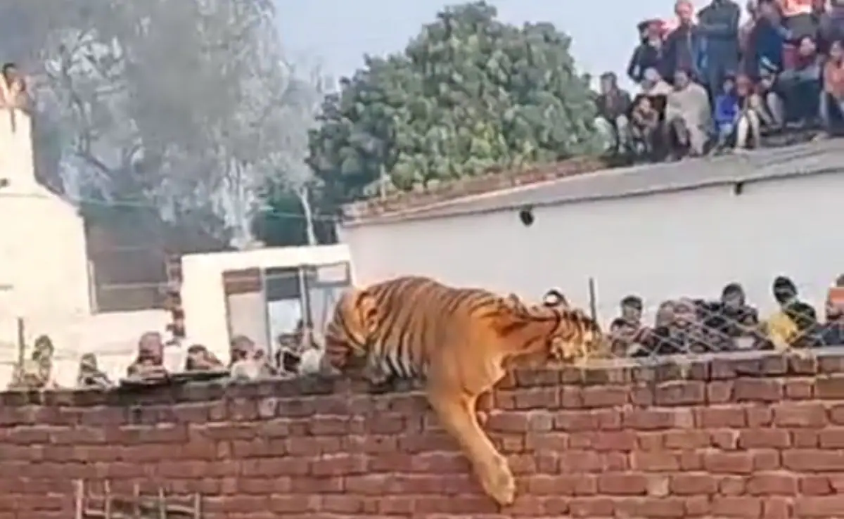 Captivating Scene: Tiger Enjoys Winter Sun On A Wall in Uttar Pradesh