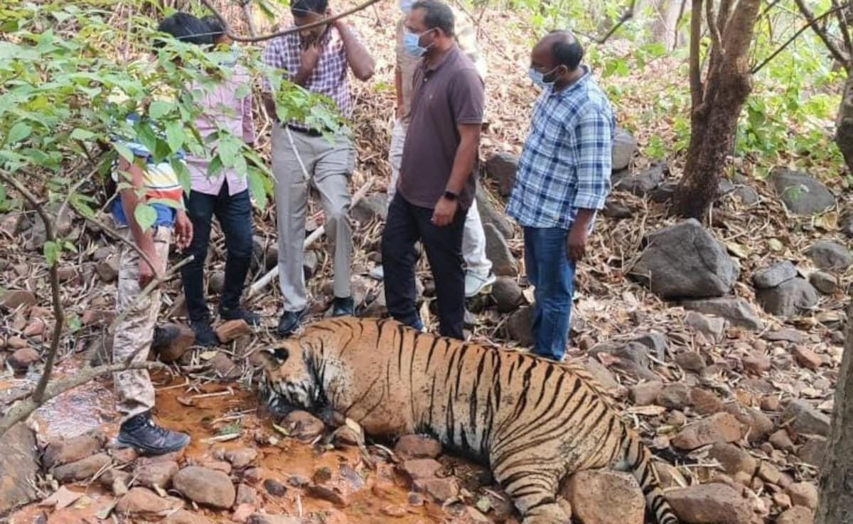 Tiger Found Dead in Telangana Suspected Victim of Poisoning