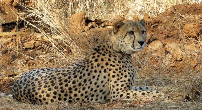 Cheetah Shaurya dies at Kuno National Park of Madhya Pradesh, 10th fatality since start of project