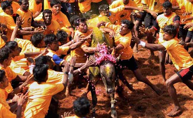 Jallikattu Commences in Tamil Nadu Amidst Festive Spirit