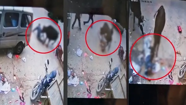 Shocking video: 42-Year-old man on way to drop kid, killed by stray cow in South Delhi