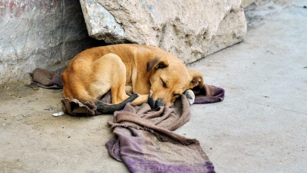 Mumbai: 6 dogs poisoned to death in Thane district, cops register case