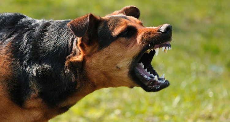 Pitbull attack in Gurugram: Woman, 2-year-old nephew bitten by neighbour’s dog; FIR registered