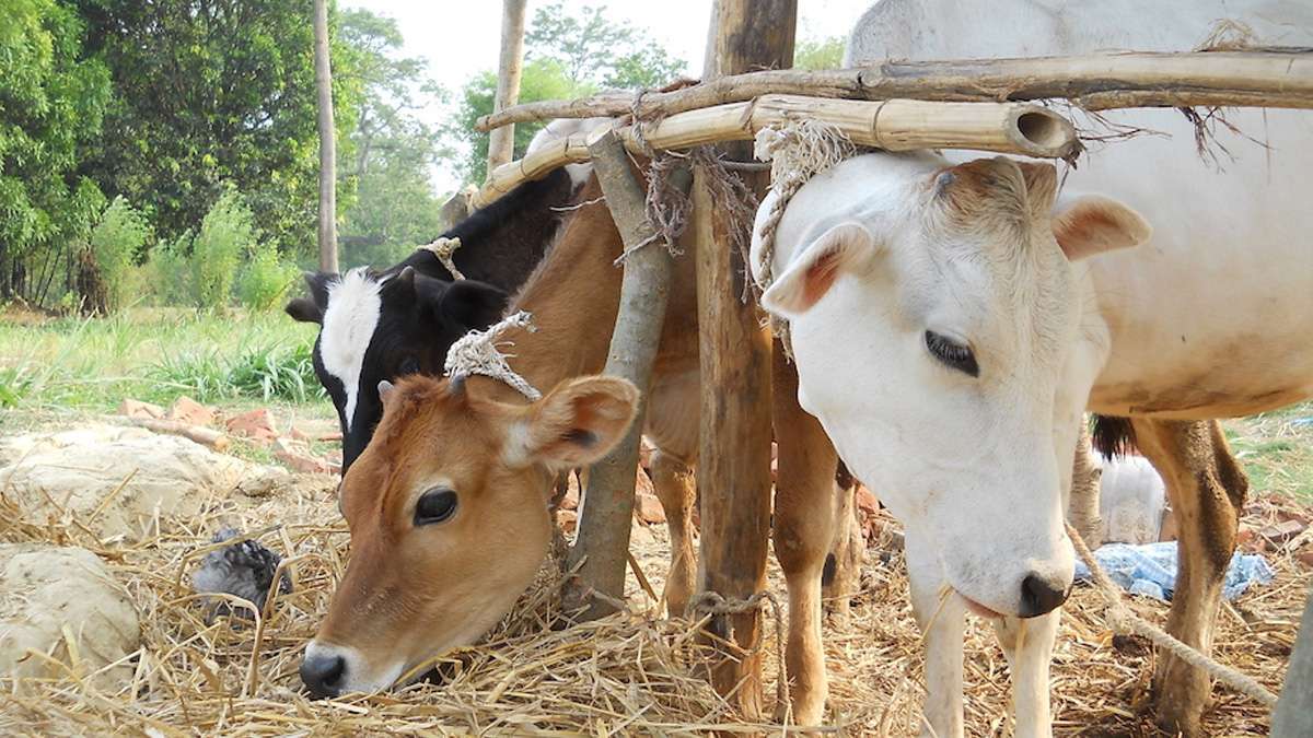 Madhya Pradesh: Hundreds of cows found dead in forest near Shivpuri; investigation on