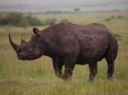 Fatal Rhino Attack Claims Life in Assam’s Majuli District