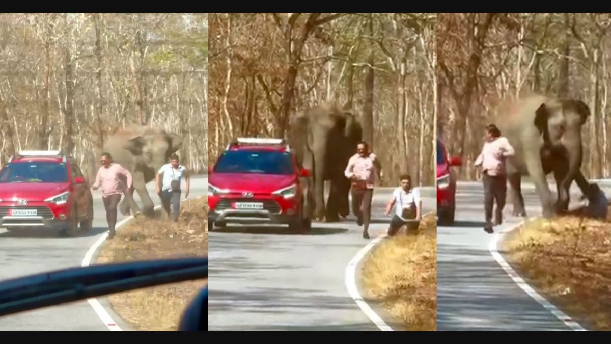 Elephant attack in Bandipur: Tourists escape ‘death’ after attempting to take selfie with wild tusker | Watch