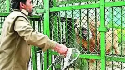 Tripura Official Suspended Over ‘Akbar-Sita’ Lions Naming Controversy After VHP Complaint