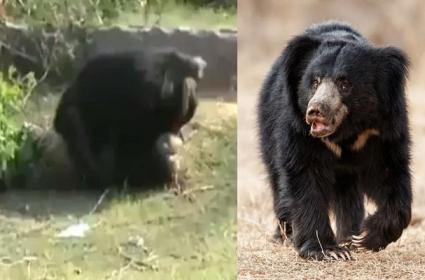Tragic Bear Attack Claims Two Lives in Andhra Pradesh