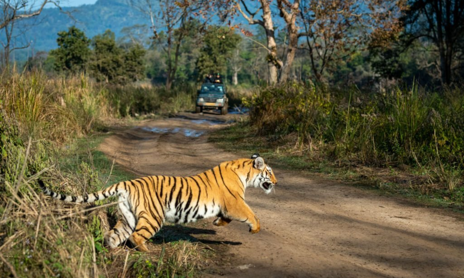 Supreme Court Bans Tiger Safari in Core Areas of Jim Corbett National Park