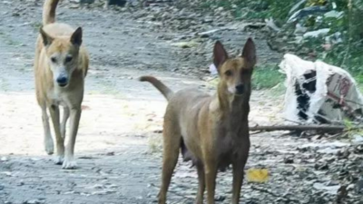 Hyderabad: 2-year-old girl dies after attacked by stray dogs, her sister injured