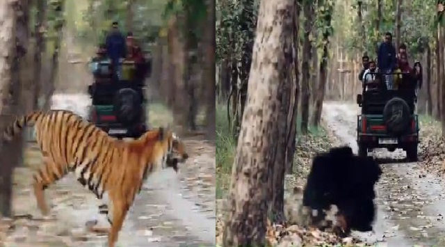 Watch: IFS officer shares thrilling video of tiger chasing sloth bear at Pilibhit Tiger Reserve in UP