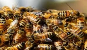 Bee Attack in UP’s Agra Injures 40 School Students: Officials Investigate Cause