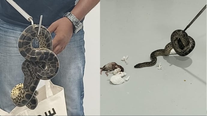 Man flies from Bangkok with 10 yellow anacondas, gets arrested at Bengaluru International Airport