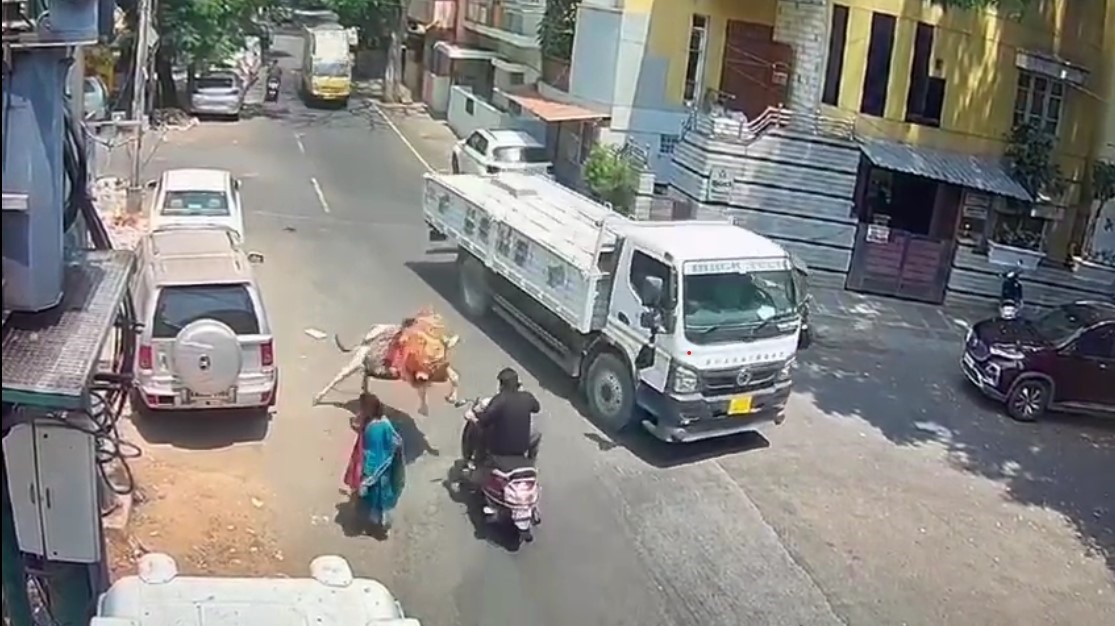 Bull attack video: Man narrowly escapes fatal accident in Bengaluru after bull charged on him