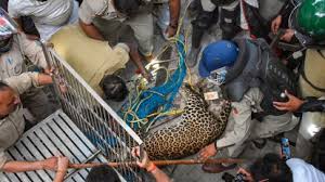 Uttar Pradesh:Leopard Captured After 8-Hour Operation in Meerut Cantt House
