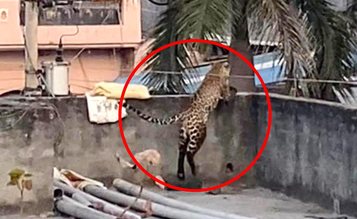 Delhi: Leopard enters residential area in Burari, triggers panic; attacks five people