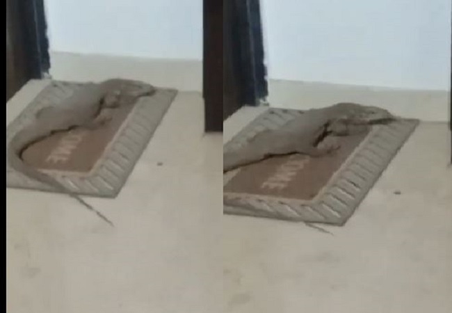 Viral Video: Crocodile Reaches Second Floor of Lucknow Apartment, Shocks Residents