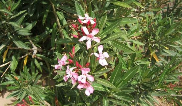 Oleander ban: Kerala prohibits use of oleander flowers in worship in over 2,500 temples