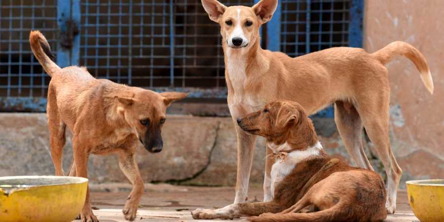Five-months-old baby killed in stray dog attack in Telangana's Vikarabad